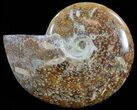 Polished, Agatized Ammonite (Cleoniceras) - Madagascar #60533-1
